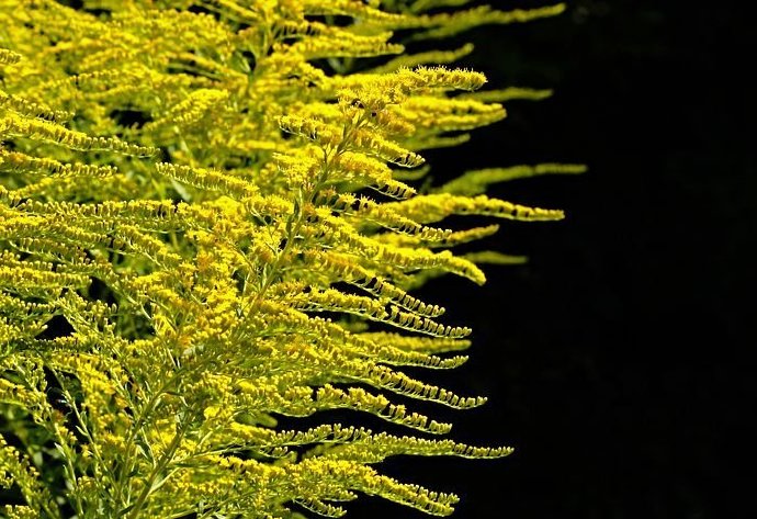 golden-rod-2663113__480